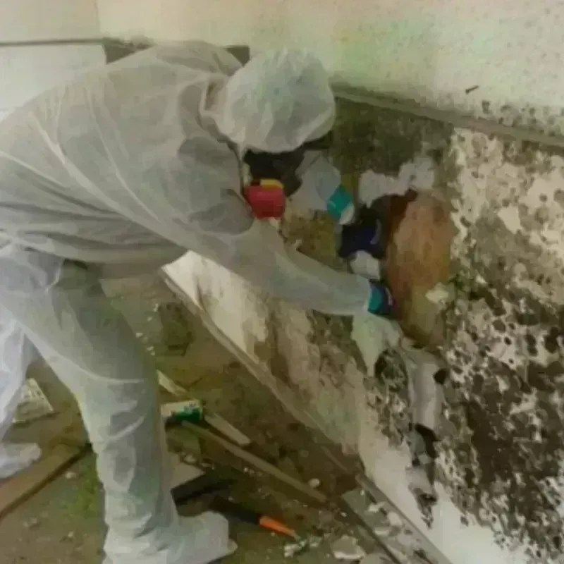 Mold Remediation and Removal in Bristol, FL